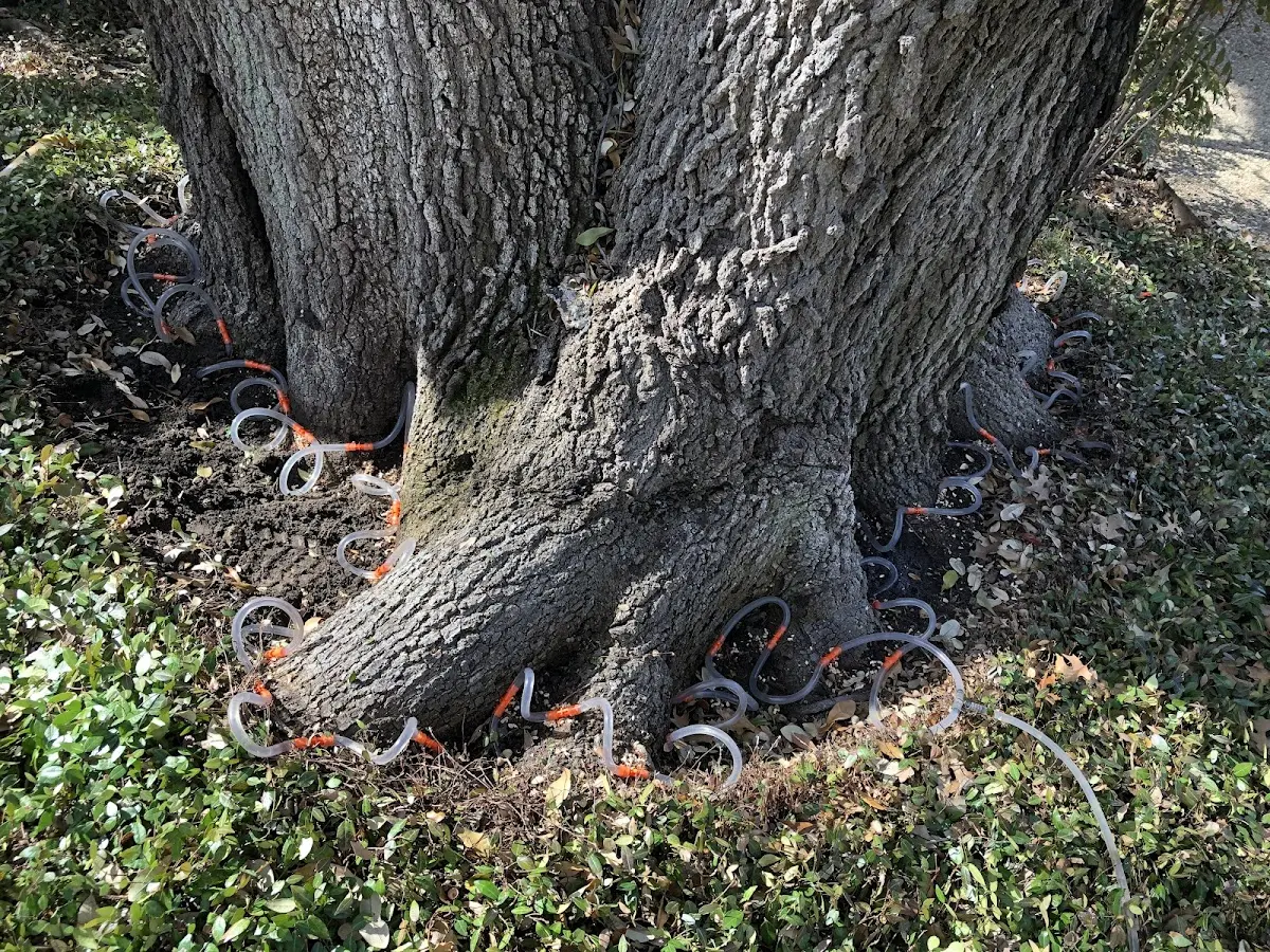 Detailed Tree Cabling and Bracing job site in Colliers