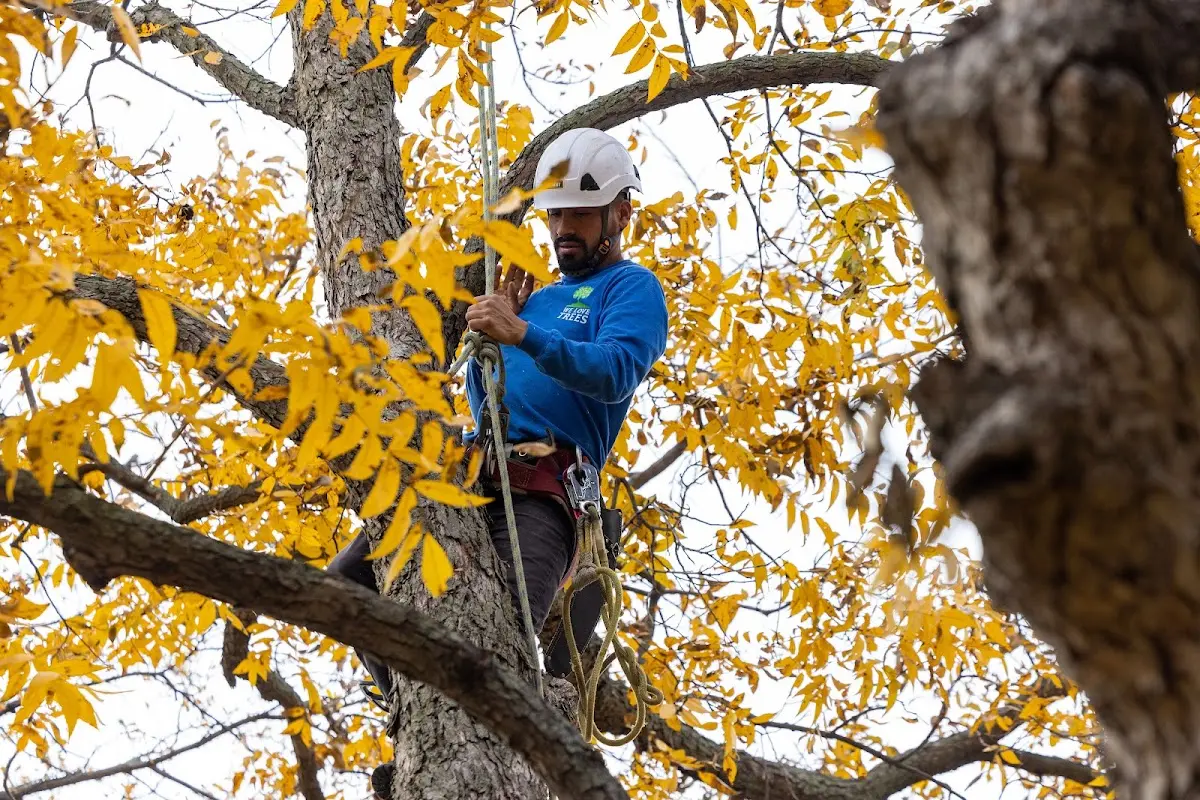 Skilled Tree Transplanting crew working in Colliers