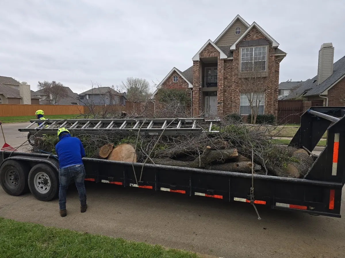 Expert Tree Pest Control with proper safety equipment in Colliers